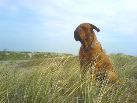 Bordeauxdogge Benson am Strand