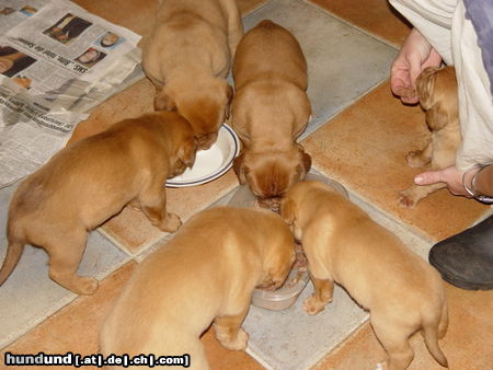 Bordeauxdogge das is wahre mama liebe,einfach süss