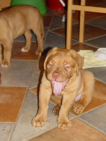 Bordeauxdogge so eine müsse maus 