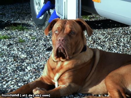 Bordeauxdogge Horst aus Hofheim