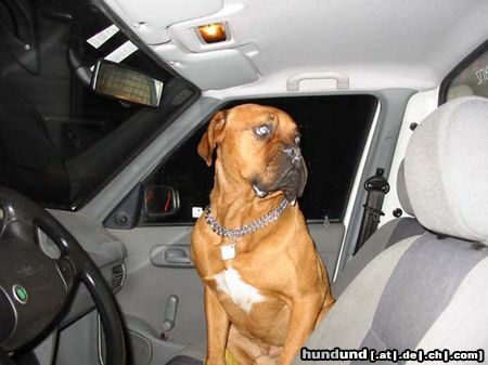 Bordeauxdogge Können wir jetzt endlich fahren?