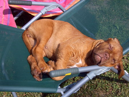 Bordeauxdogge Emily beim Sonnenbad