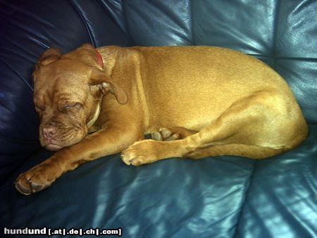 Bordeauxdogge Emma beim schlafen