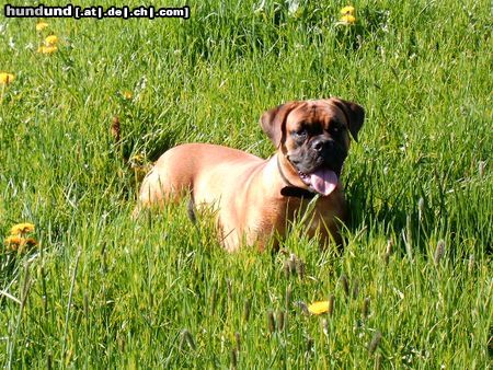 Bordeauxdogge Blumenkind