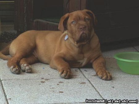 Bordeauxdogge Horst aus Hofheim am Taunus