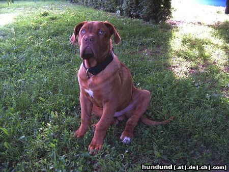 Bordeauxdogge Horst aus Hofheim am Taunus