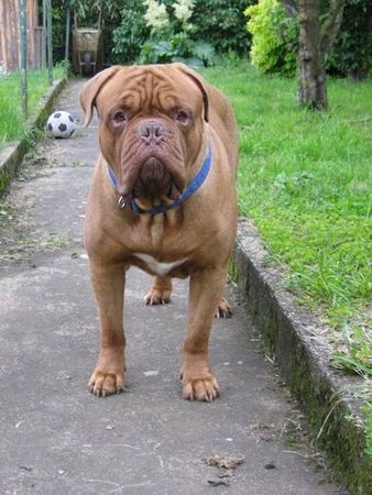 Bordeauxdogge Tarkam du chant des Bruant \im Garten