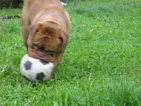 Bordeauxdogge Tarkam du chant des Bruant \\im Garten