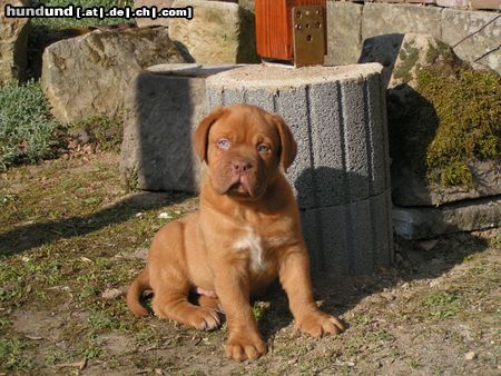 Bordeauxdogge Unser Luca (2 Monate) in der großen Welt!