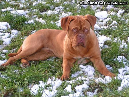 Bordeauxdogge Luca und der erste Schnee!