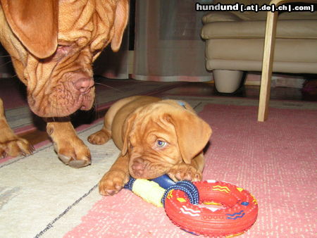 Bordeauxdogge Scarlett+Quentin von der Burg Lübeneck