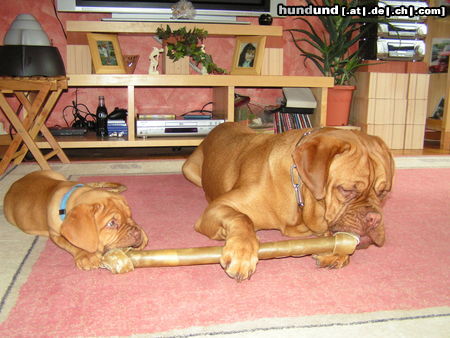 Bordeauxdogge Scarlett+Quentin von der Burg Lübeneck