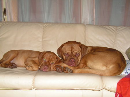 Bordeauxdogge Scarlett+Quentin von der Burg Lübeneck