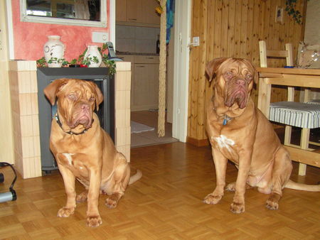 Bordeauxdogge unser STOLZ Ercole & Scarlett