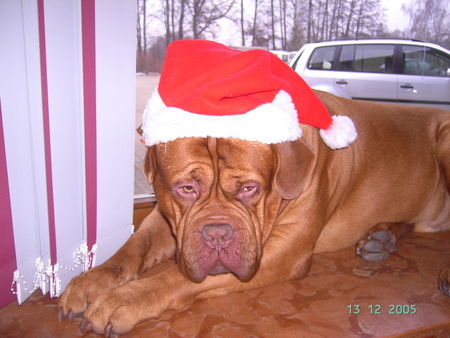 Bordeauxdogge Frohe Weihnachten 2005 von Sumo