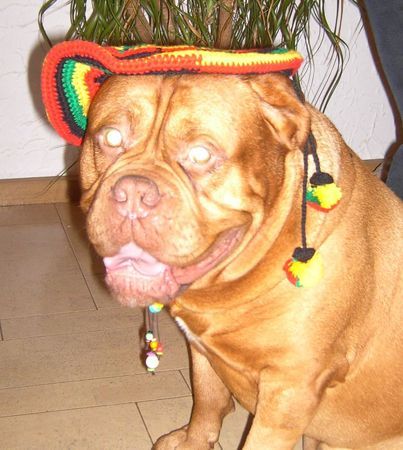 Bordeauxdogge Frohe Weihnachten 2005 von Sumo