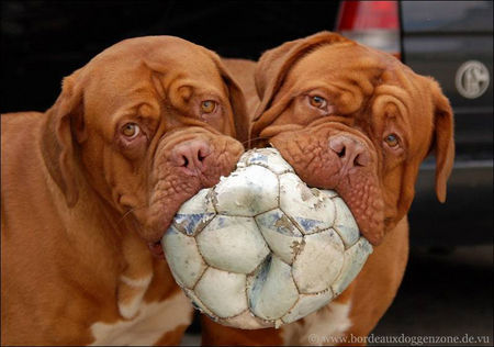 Bordeauxdogge Sam und Brenda