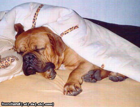 Bordeauxdogge ...ohhh sooo nett ists nur im Bett.... :o)