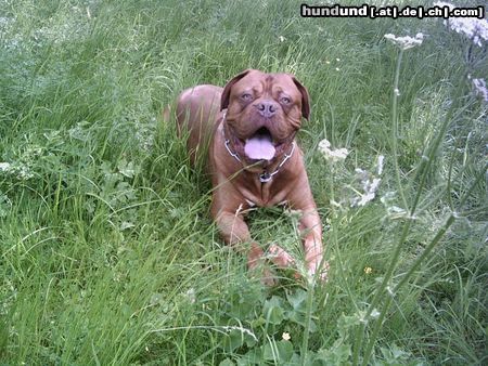 Bordeauxdogge es grünt so grün