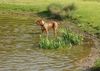 Bordeauxdogge Hund