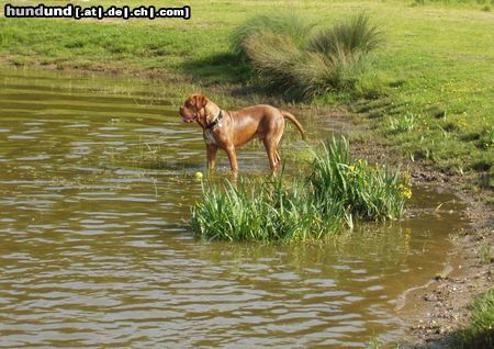 Bordeauxdogge Sam im Mai 2004