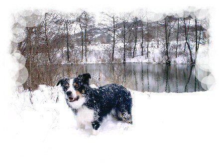 Border Collie Winterzauber