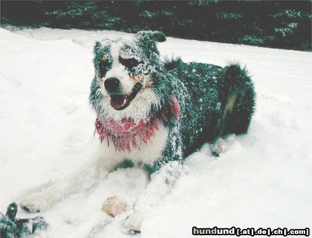 Border Collie Border Collie oder Schneehase?