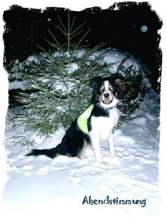 Border Collie Abendstimmung