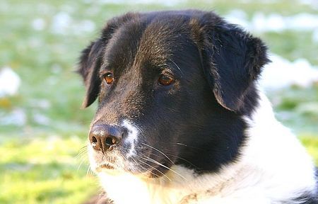 Border Collie Akira am 04.Dez.05