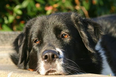 Border Collie Akira am 04.Dez.05