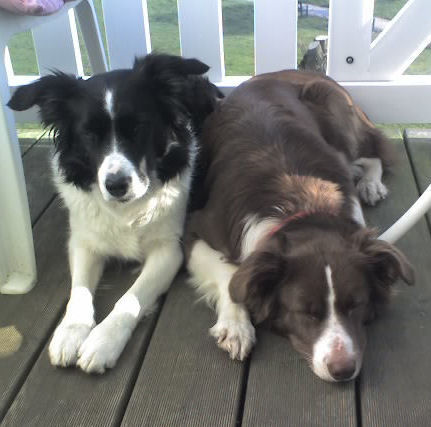 Border Collie Mina und Paula an der Ostsee