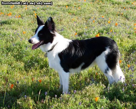 Border Collie Momo