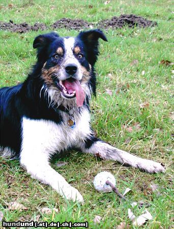 Border Collie Glückliches Borderschweinchen