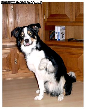 Border Collie Balu der Bär