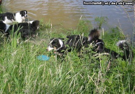 Border Collie Border und Aussie Treffen in Hamm