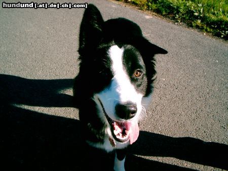 Border Collie Mein bester Freund Fly mit 9 Monaten