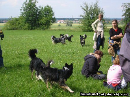 Border Collie Border und Aussie Treffen in Hamm