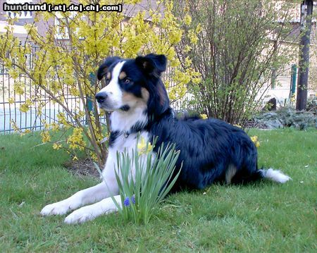 Border Collie Achtung! Hübsches Fräulein im Anmarsch!