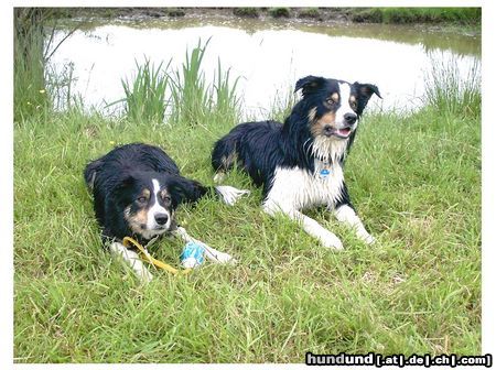 Border Collie Balu und Brisby nach dem Wasserspiel