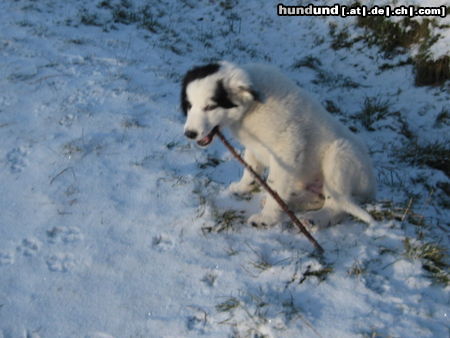 Border Collie ARAN 10 WOCHEN ALT,EIN WESSER BORDERCOLLIE