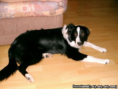 Border Collie LEXA,collie-border collie-mix,5mon