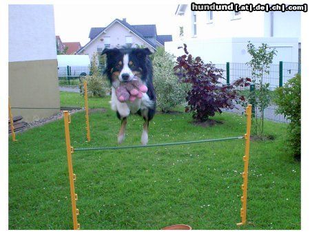 Border Collie Mit Maskottchen