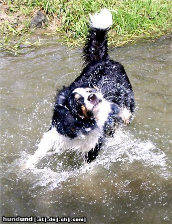 Border Collie Eine herrliche Erfrischung