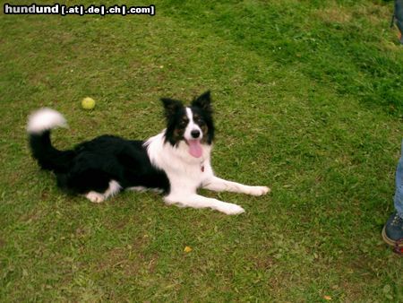 Border Collie border collie-mix MOLLY,2jahre