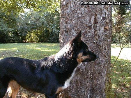 Border Collie Waiting for the ball