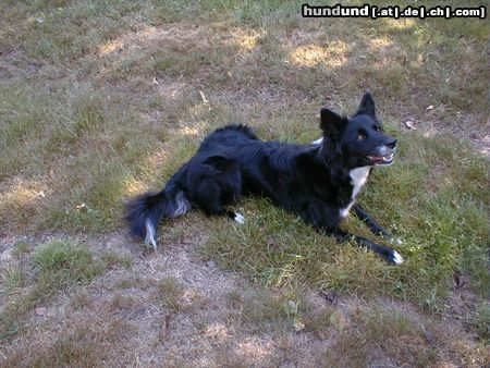 Border Collie Also waiting for the ball