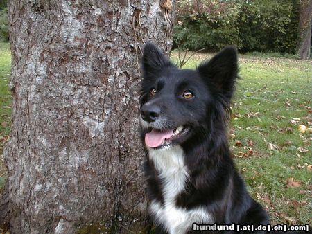 Border Collie