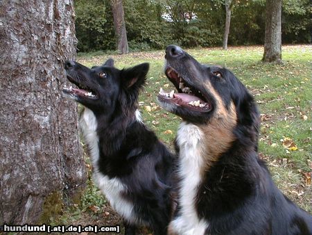 Border Collie Angel and Blaithin