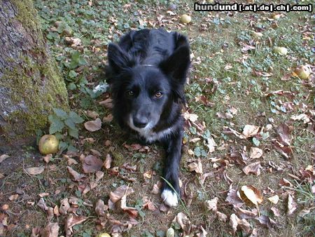 Border Collie Blaithin