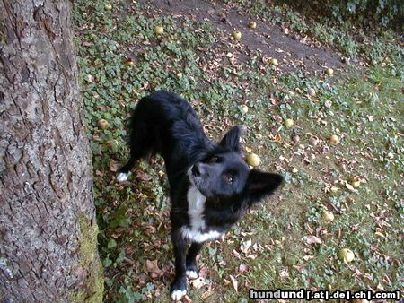 Border Collie Blaithin